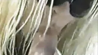 Titted Latina jogado com falo com a xxx de desenho boca e ordenha